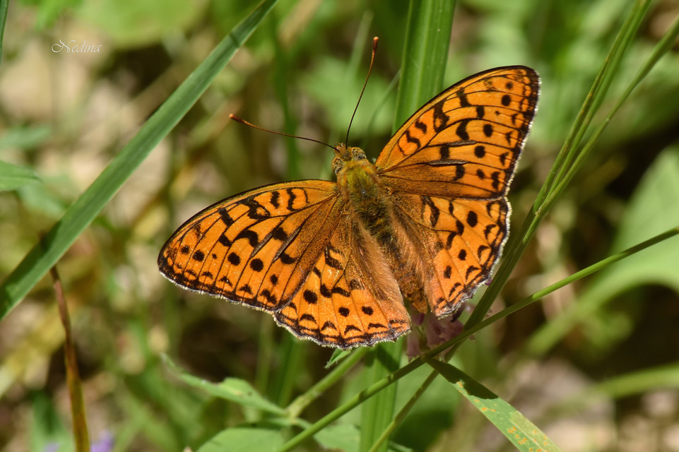Argynnis adippe - ezüstös gyöngyházlepke