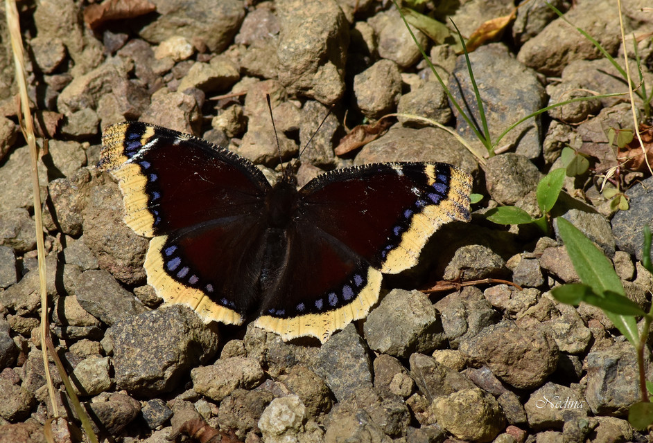 Nymphalis antiopa - gyászlepke