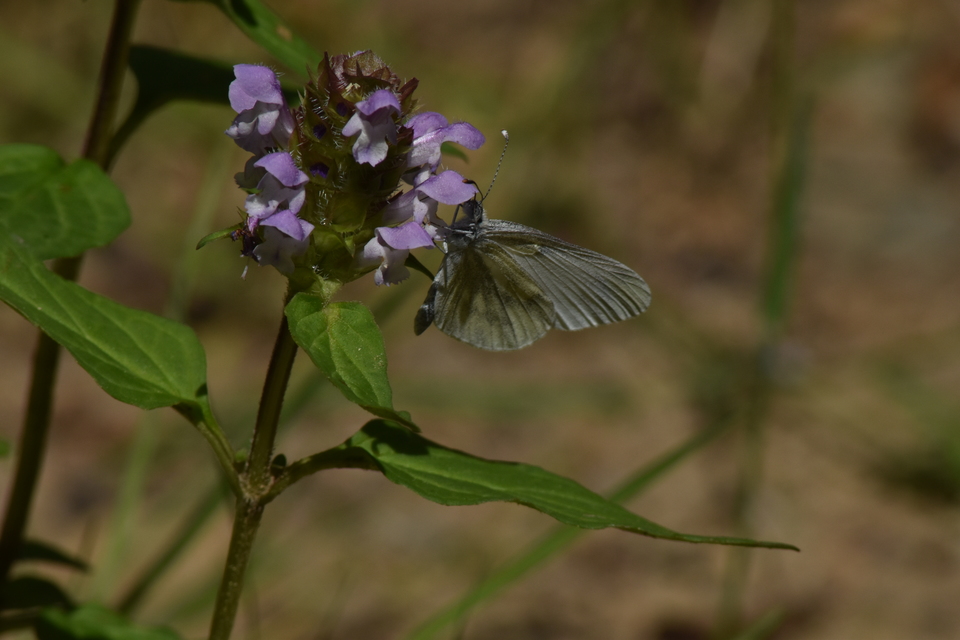 Leptidea sinapis - mustárlepke