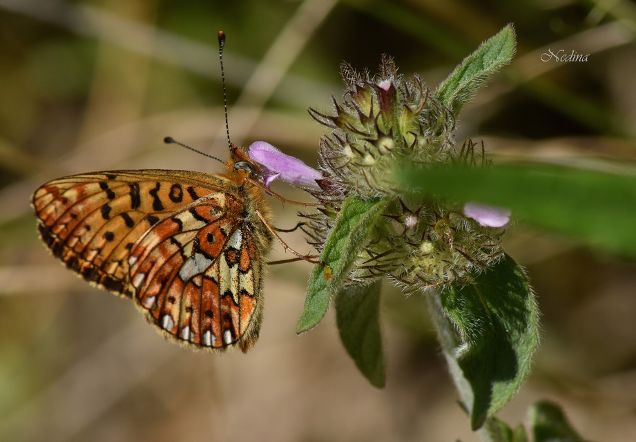 Boloria euphrosyne - árvácska-gyöngyházlepke