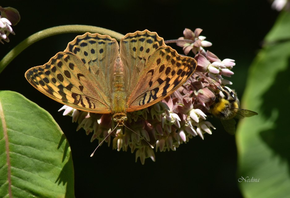 Argynnis pandora - zöldes gyöngyházlepke