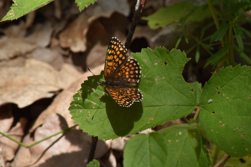 Melitaea athalia - közönséges tarkalepke