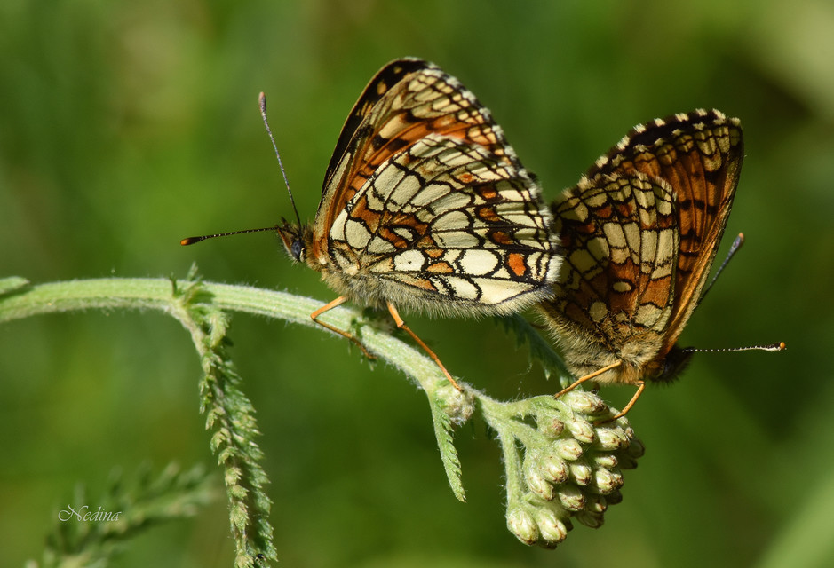 Melitaea athalia - közönséges tarkalepke