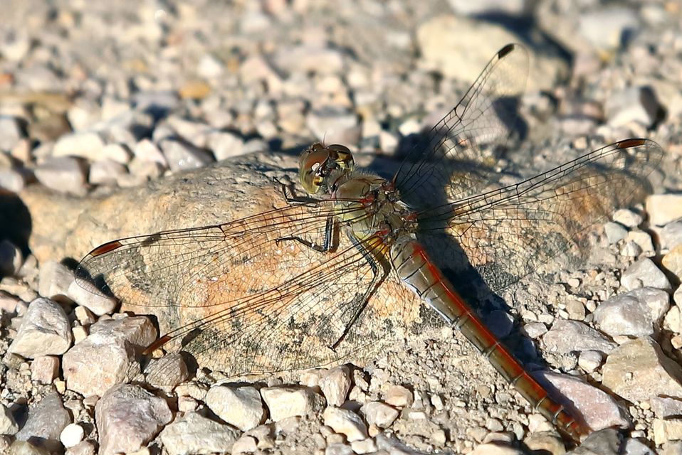 Sympetrum striolatum - harántsávos katona-szitakötő