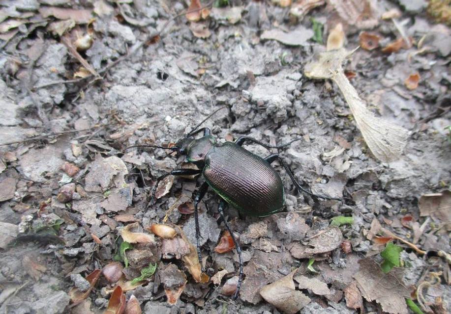 Calosoma inquisitor - kis bábrabló
