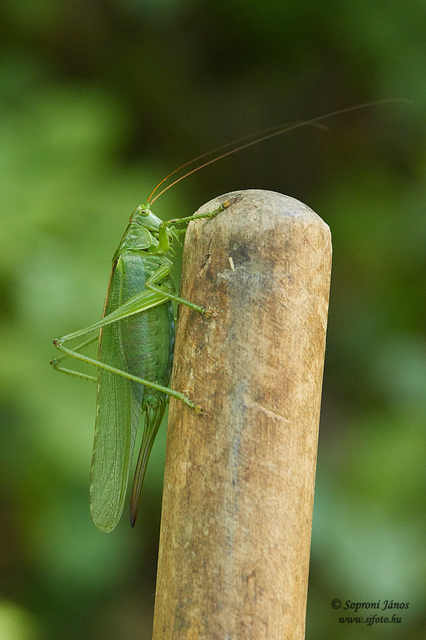 Tettigonia viridissima - zöld lombszöcske