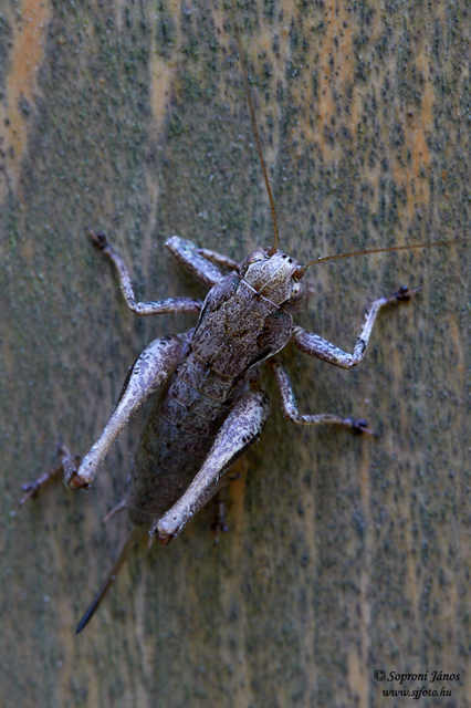 Pholidoptera griseoaptera - szürke avarszöcske
