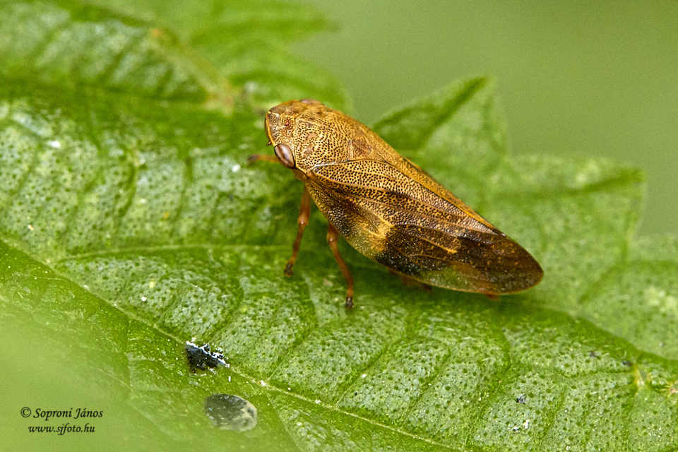Aphrophora alni