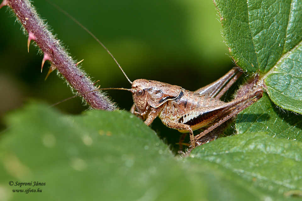 Pholidoptera griseoaptera - szürke avarszöcske