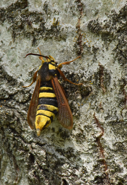 Sesia apiformis - darázslepke