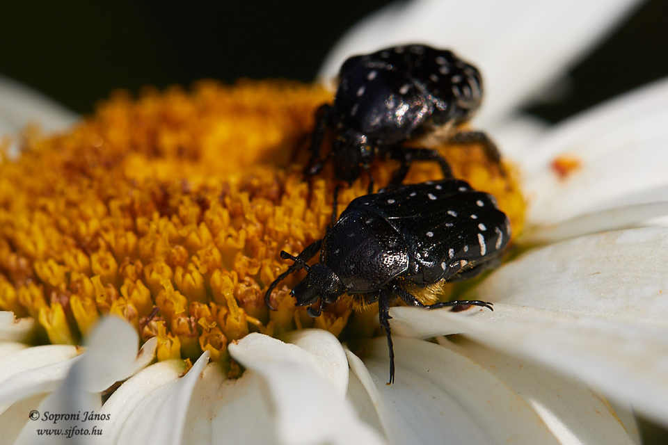 Oxythyrea funesta - sokpettyes virágbogár