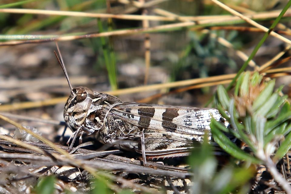 Oedaleus decorus - szalagos sáska