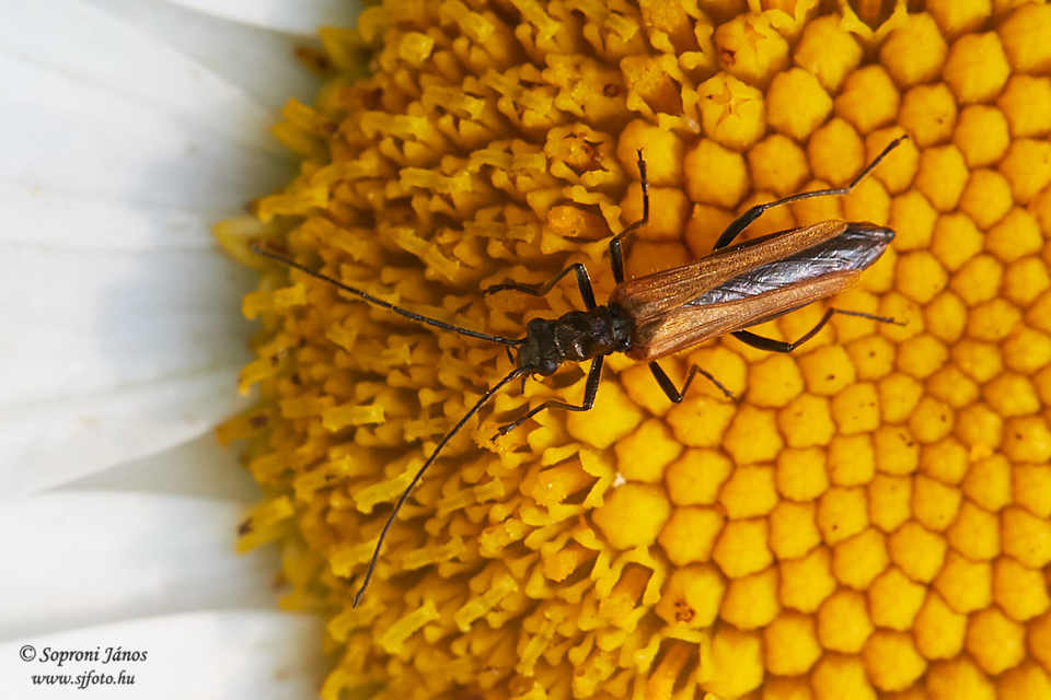 Oedemera femorata - sárgahátú álcincér