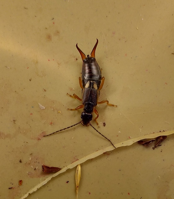 Forficula auricularia - közönséges fülbemászó