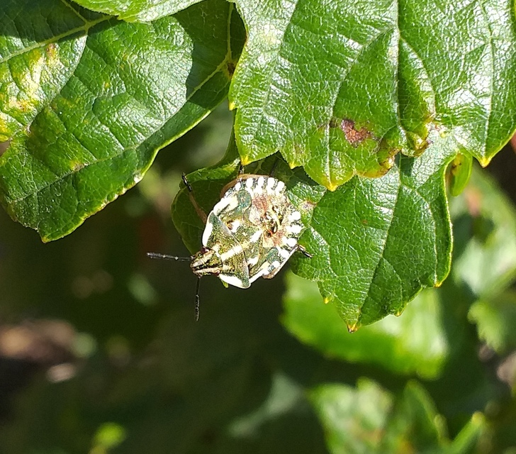 Carpocoris Carpocoris