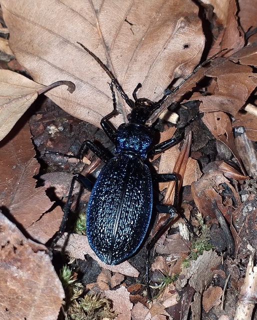 Carabus intricatus - kék laposfutrinka