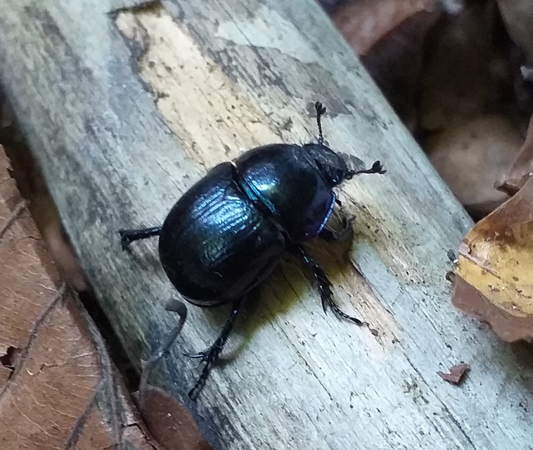 Anoplotrupes stercorosus - erdei álganéjtúró
