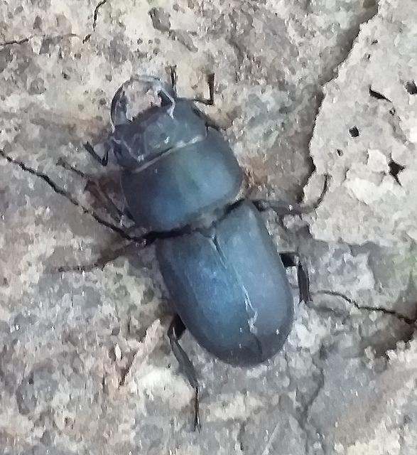 Dorcus parallelipipedus - kis szarvasbogár