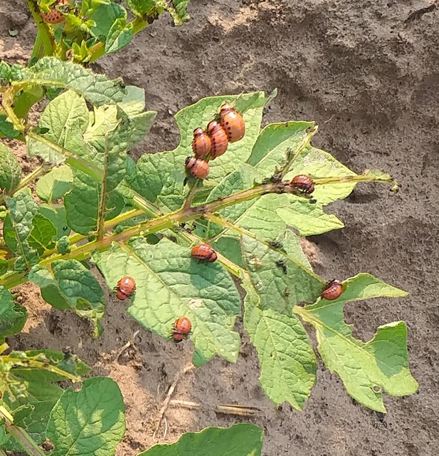 Leptinotarsa decemlineata - burgonyabogár