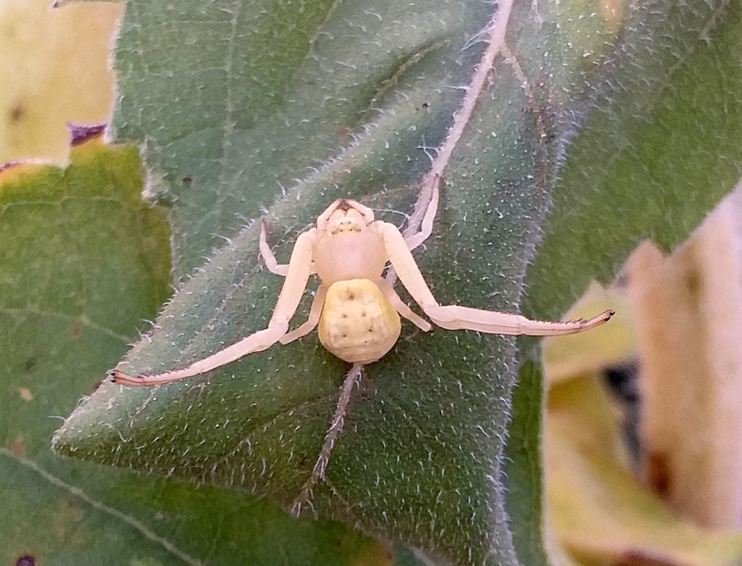 Misumena vatia - viráglakó karolópók