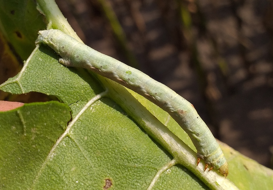 Ascotis selenaria - holdas faaraszoló