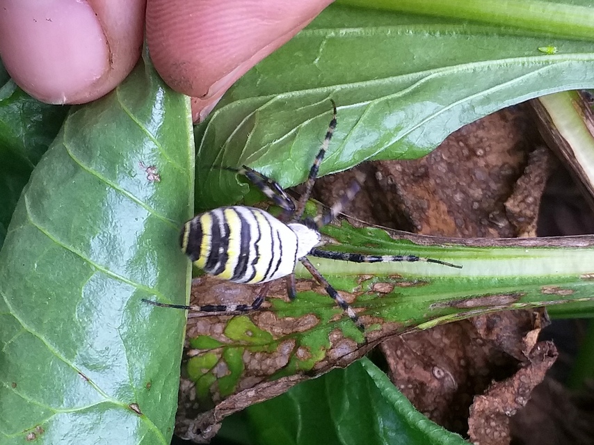 Argiope bruennichi - darázspók