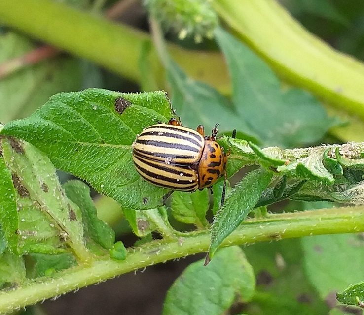 Leptinotarsa decemlineata - burgonyabogár