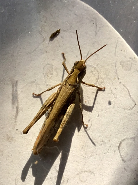 Chorthippus (Glyptobothrus) (subgenus)