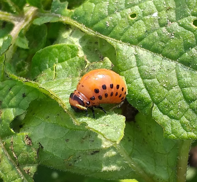 Leptinotarsa decemlineata - burgonyabogár