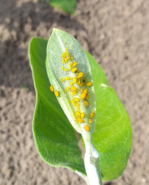 Aphis nerii - oleander-levéltetű
