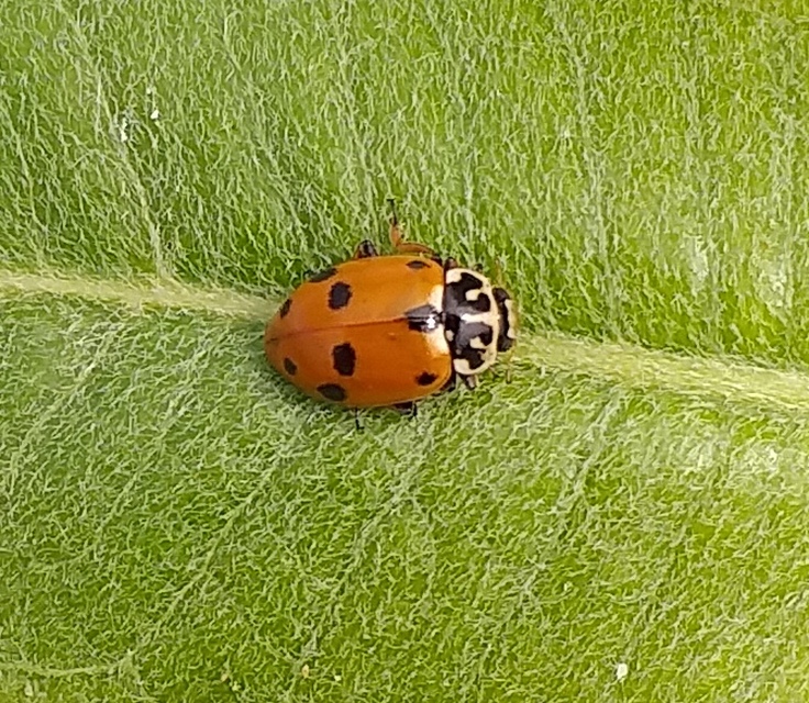 Hippodamia variegata - tizenhárompettyes katica