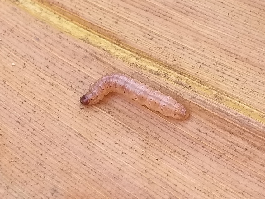 Ostrinia nubilalis - kukoricamoly
