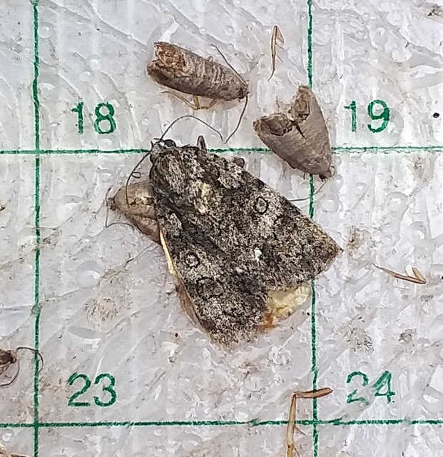 Acronicta rumicis - sóska-szigonyosbagoly
