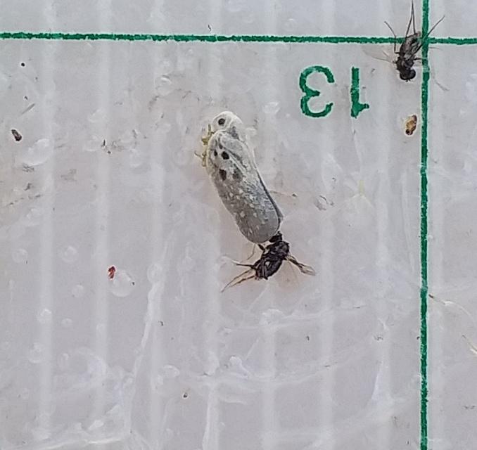 Metcalfa pruinosa - amerikai lepkekabóca