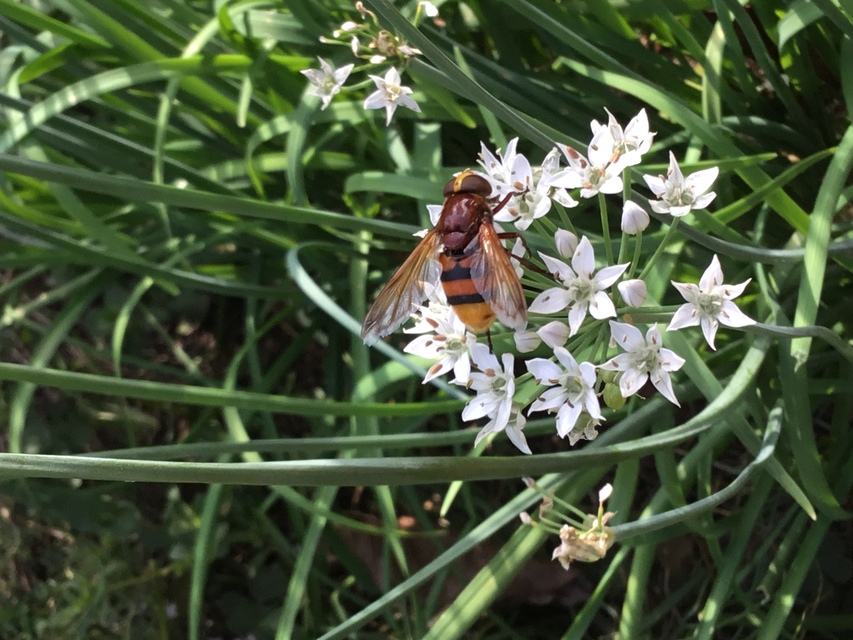 Volucella zonaria - kétöves pihelégy