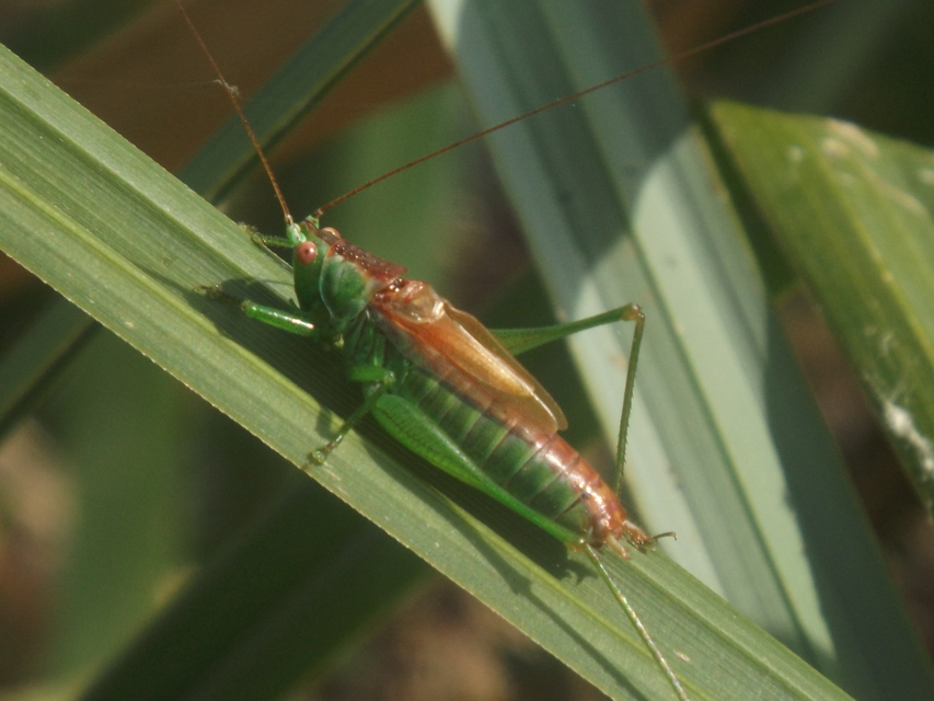 Conocephalus dorsalis - sarlós kúpfejűszöcske