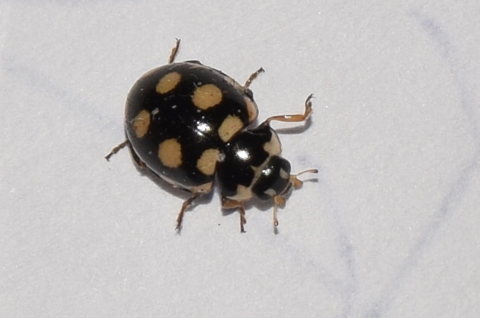 Coccinula quatuordecimpustulata - feketesárga katóka