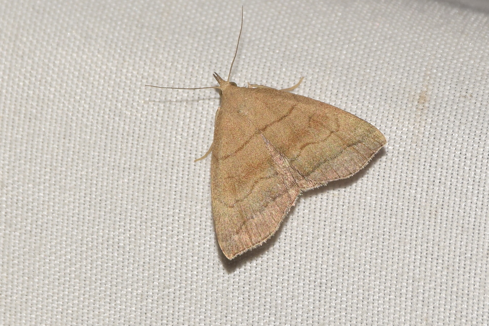 Herminia tarsicrinalis - szőröslábú karcsúbagoly