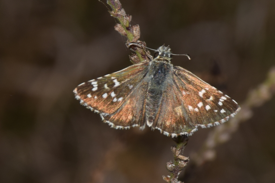 Pyrgus armoricanus - feles busalepke