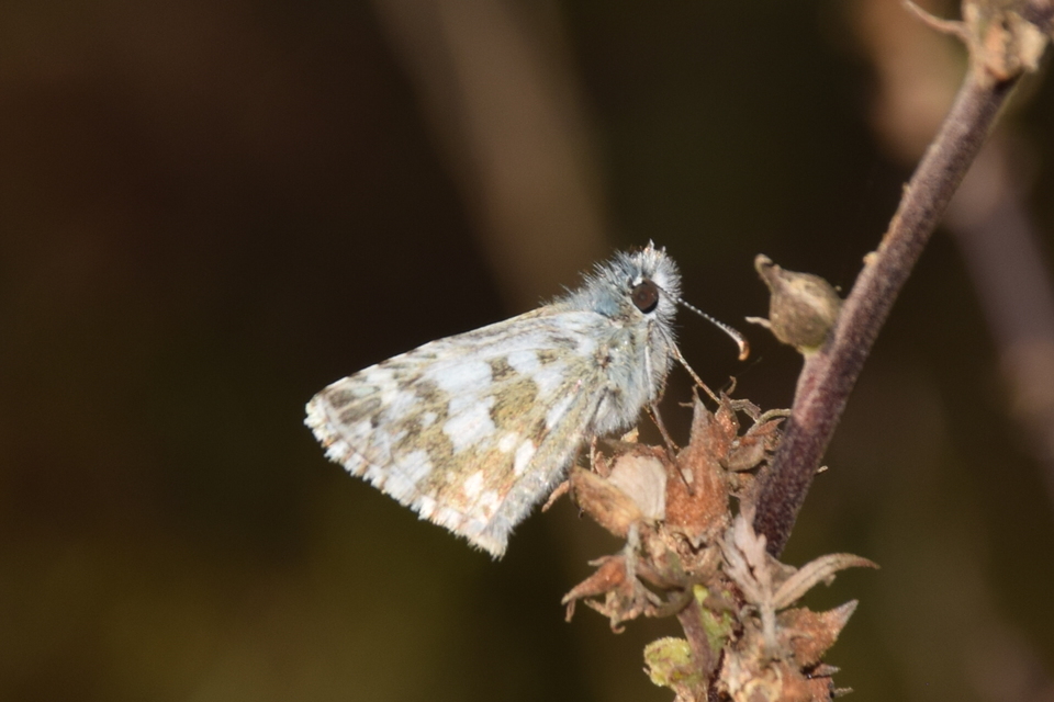 Pyrgus armoricanus - feles busalepke