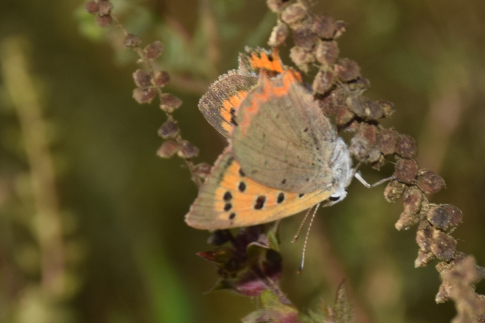 Lycaena phlaeas - közönséges tűzlepke