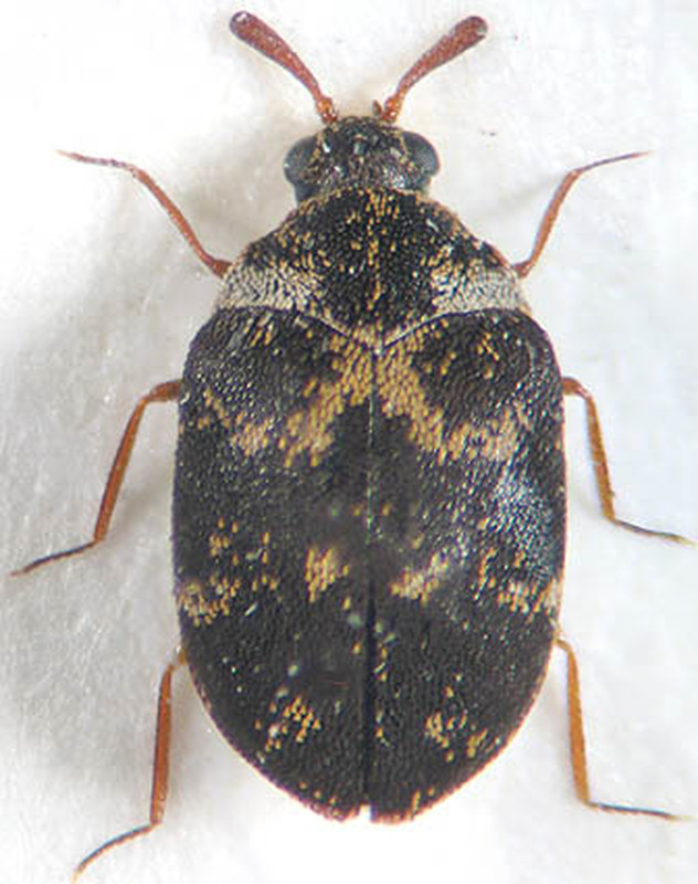 Anthrenus fuscus - fakó múzeumbogár