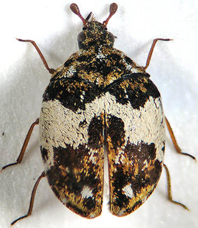 Anthrenus isabellinus