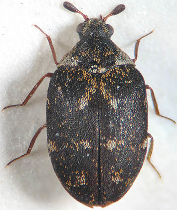Anthrenus museorum - közönséges múzeumbogár