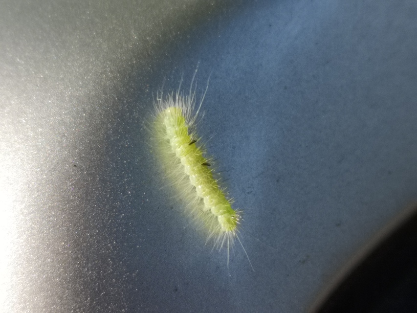 Acronicta leporina - fehér szigonyosbagoly