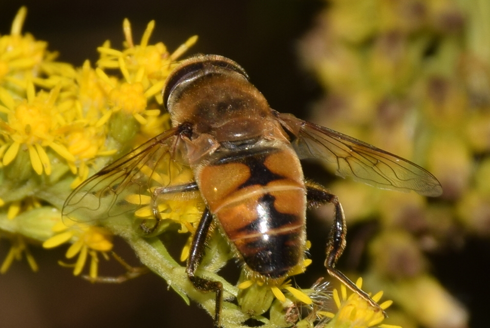 Eristalis tenax - közönséges herelégy