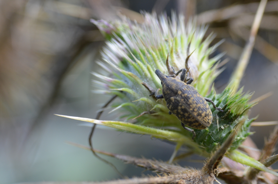 Larinus turbinatus - kúposorrú púderbarkó