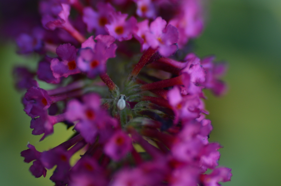 Misumena vatia - viráglakó karolópók