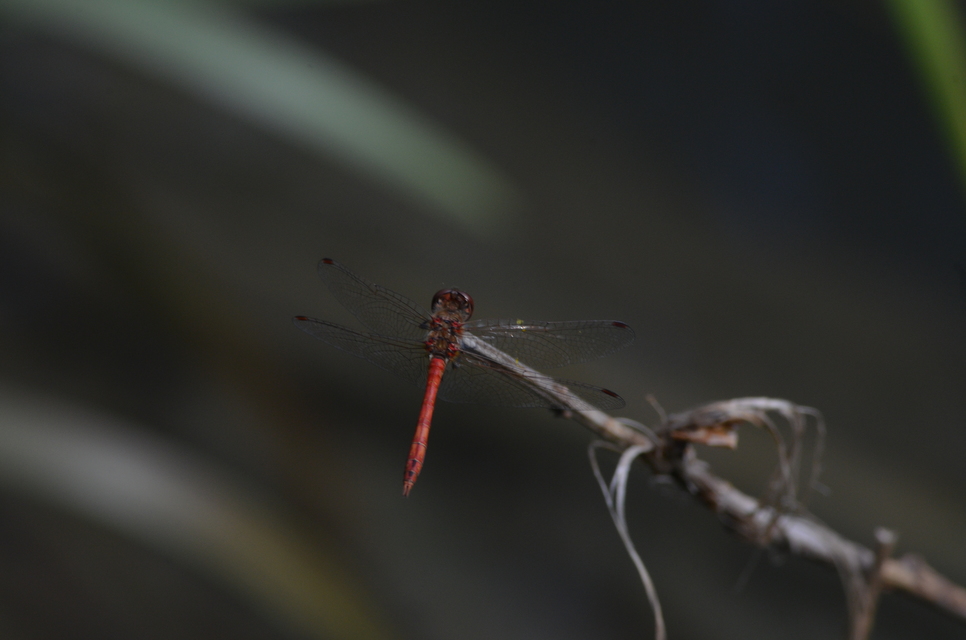 Sympetrum vulgatum - barkós katona-szitakötő