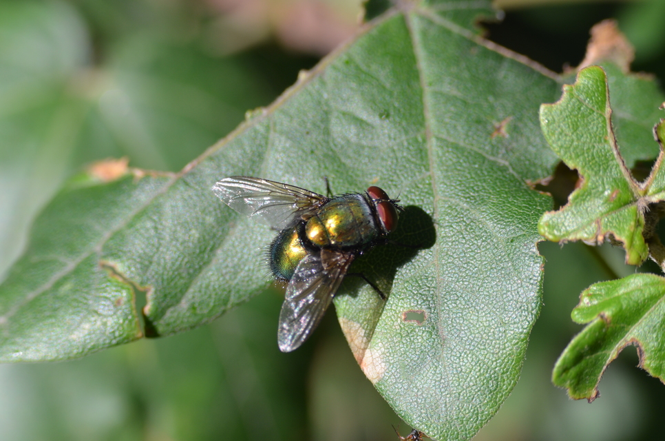 Calliphoridae - dongólegyek